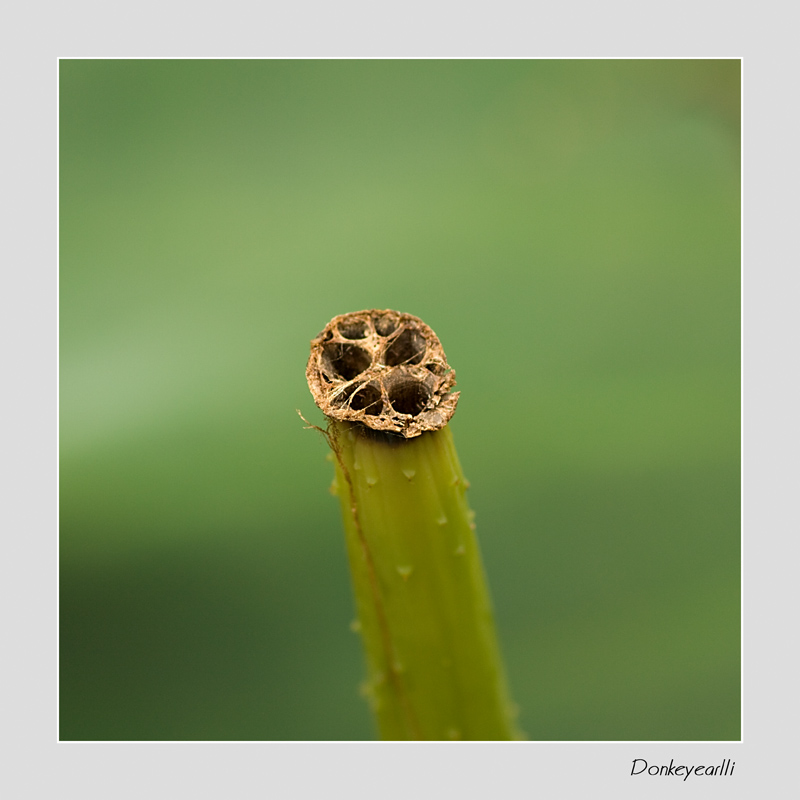 莲茎 摄影 毛驴太子