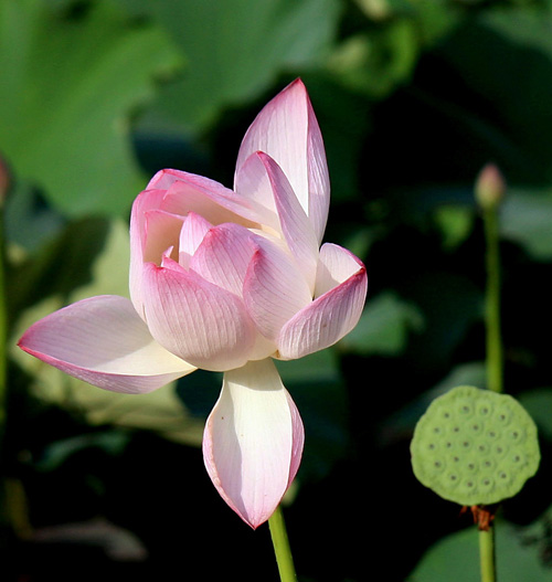 又见菏花 摄影 小夏橙子