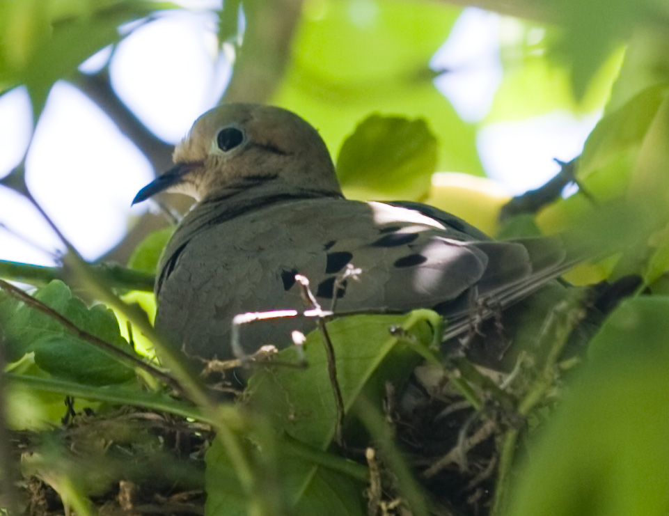 My Kids' Bird 摄影 sunping