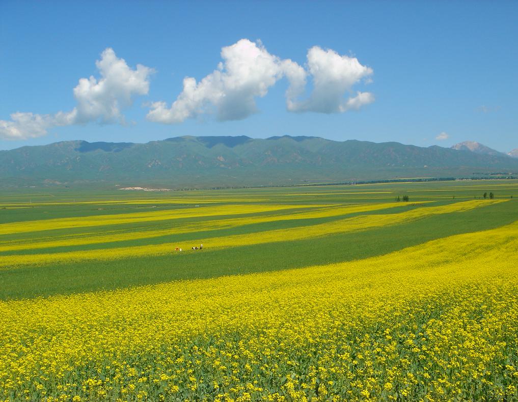 我们的田野 摄影 maotuo