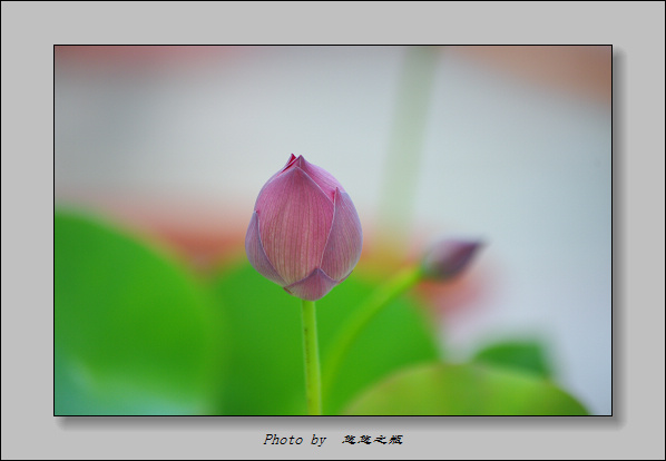 出水芙蓉 摄影 悠悠之瓶