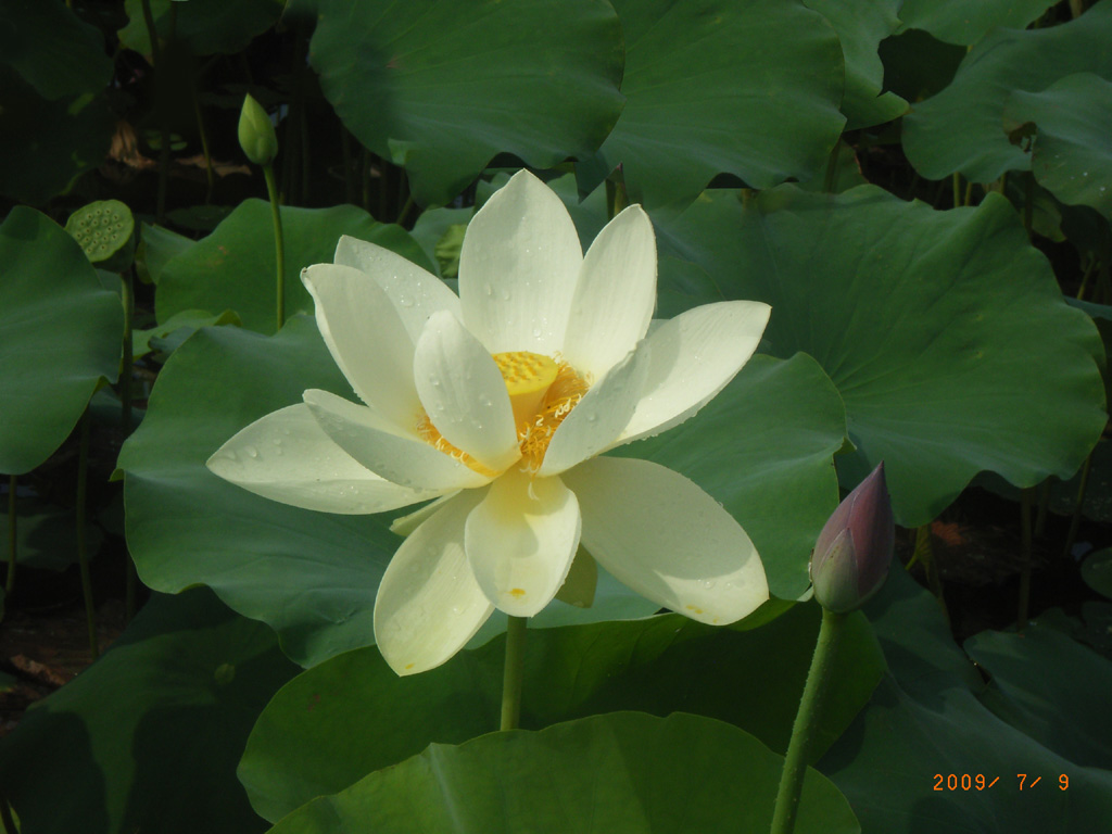 花瓣醒来了 摄影 菲儿