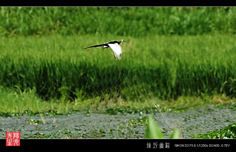 绿野仙踪 摄影 阳光先生