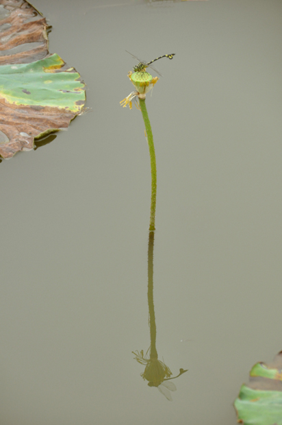 蜻蜓2 摄影 若木