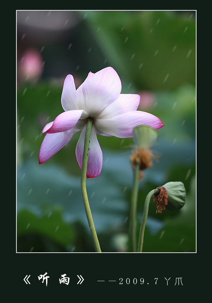 听雨 摄影 丫爪