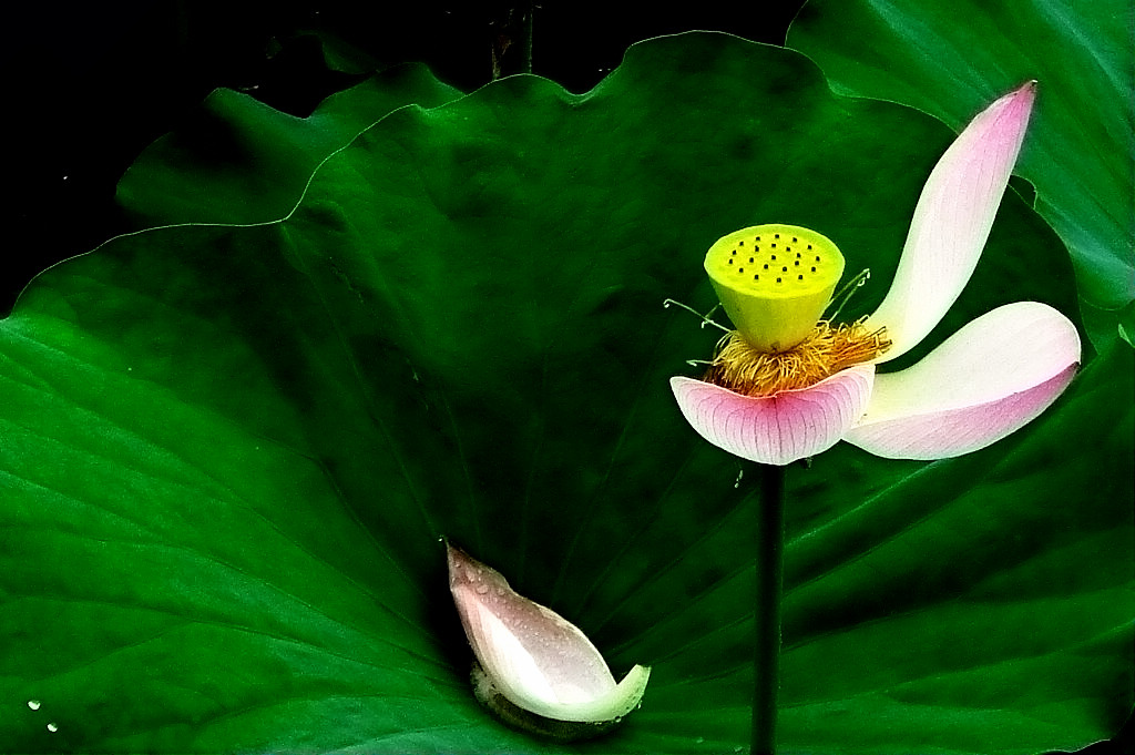 落花有“翼” 摄影 心象旷野的鸟