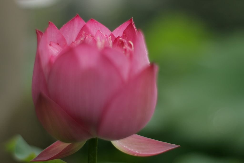 宝莲灯 摄影 梧桐雨润