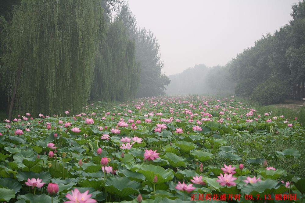 正是荷花盛开时 摄影 bjkaola