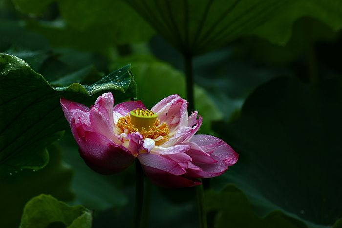 雨荷 1 摄影 超菜