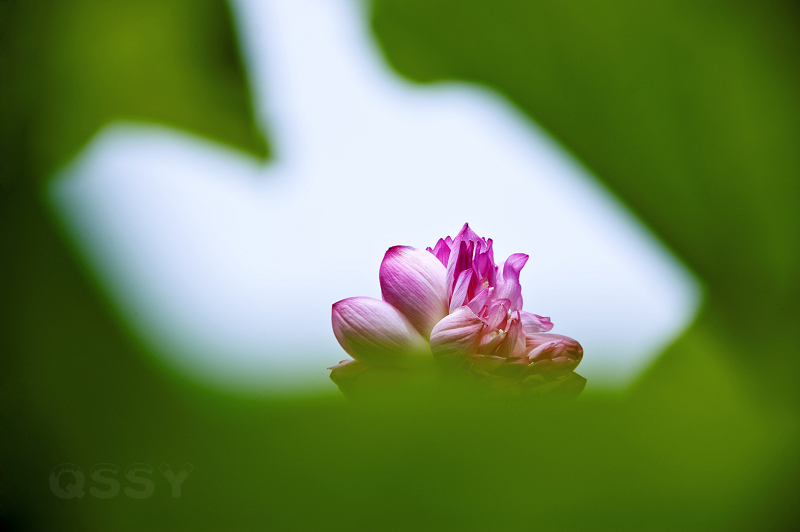 镜中花 摄影 秋诗