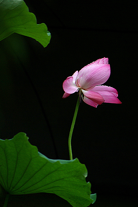 君子好逑 摄影 gaoli