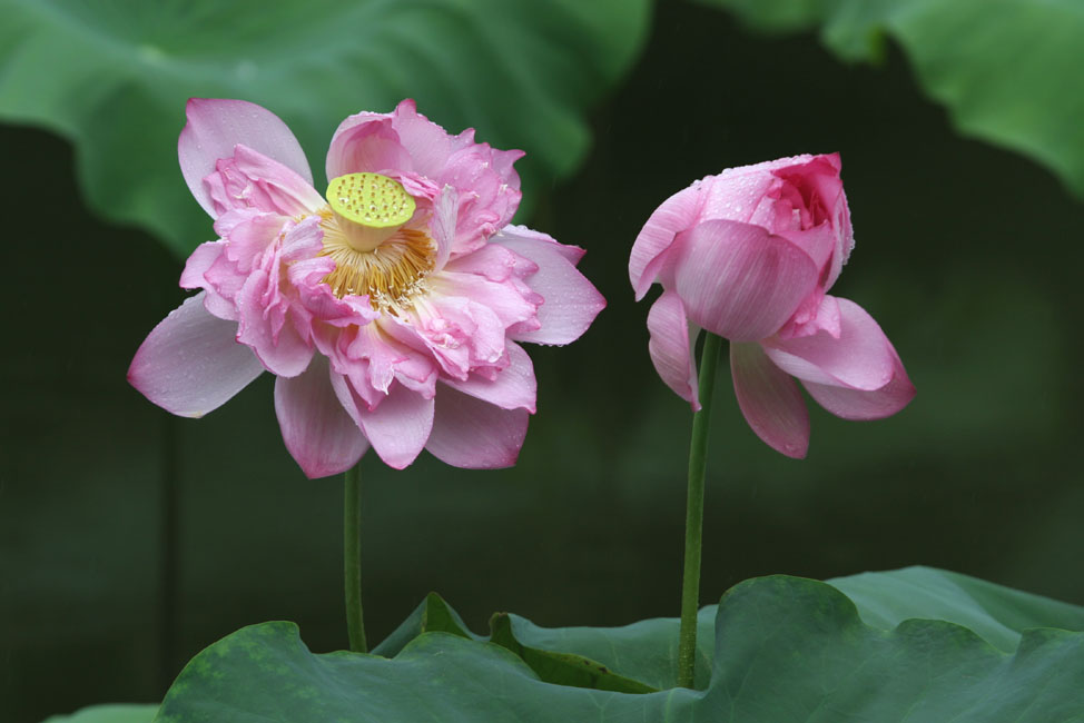 倾 诉 摄影 花雨溅