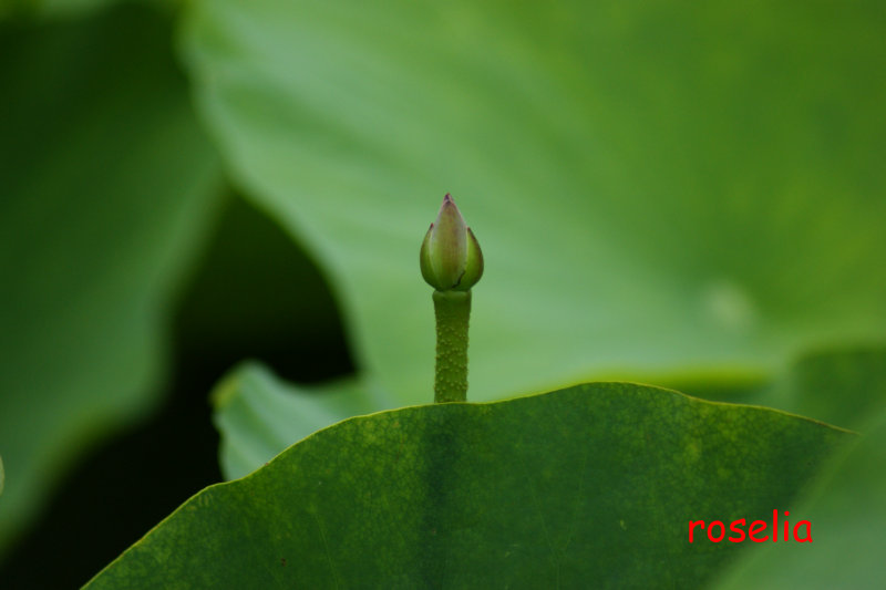 小荷出露尖尖角 摄影 斓懿