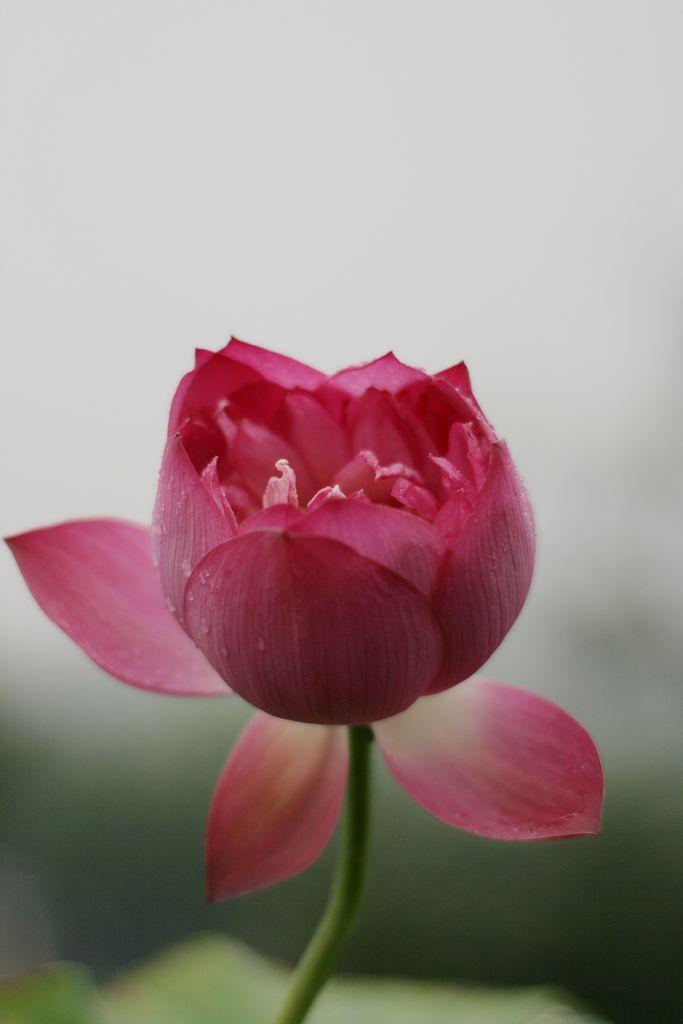 宝莲灯之3—青春初绽 摄影 梧桐雨润