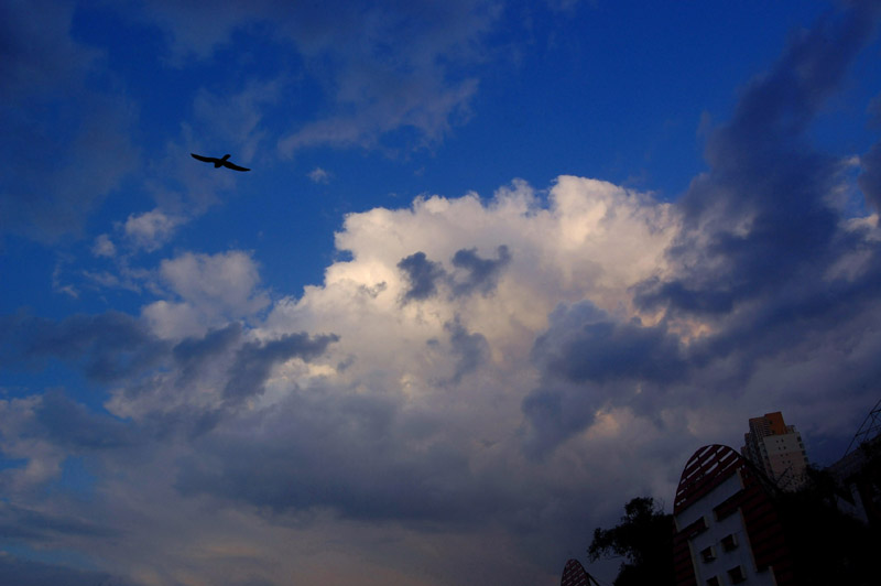 鹰击长空 摄影 巴虎邨人