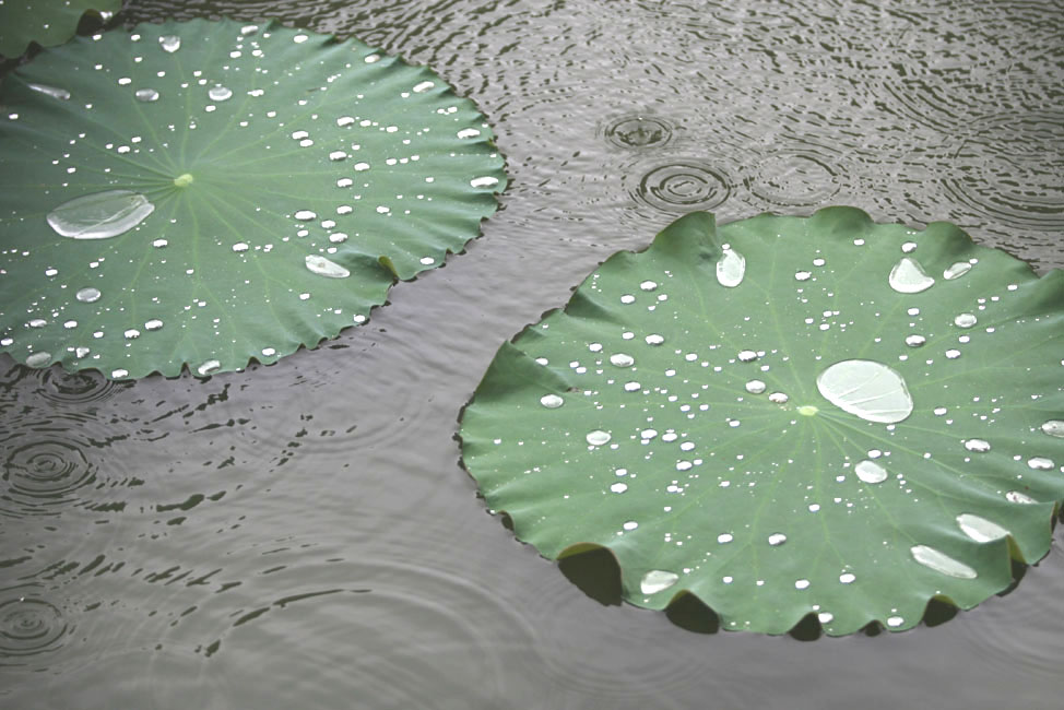 雨 滴 摄影 花雨溅