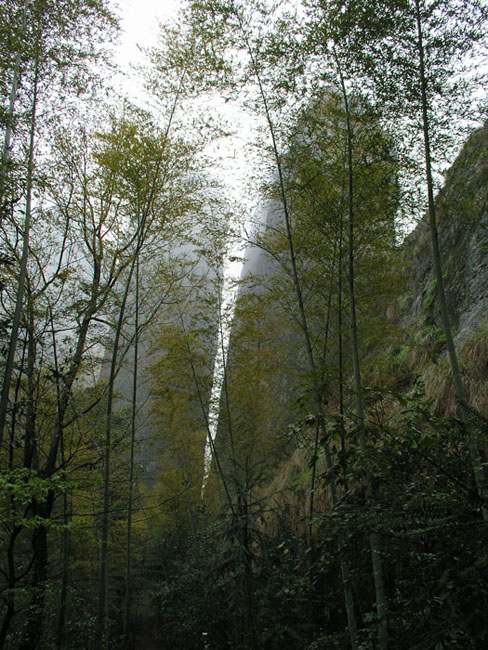 江山 摄影 滴水冠英花