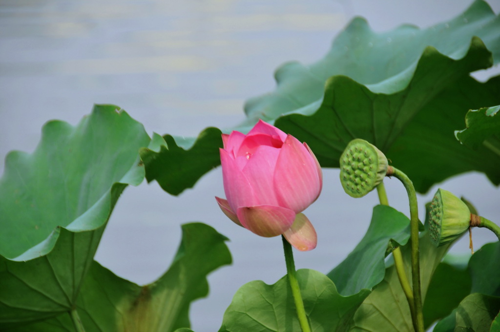 荷 摄影 浪迹者