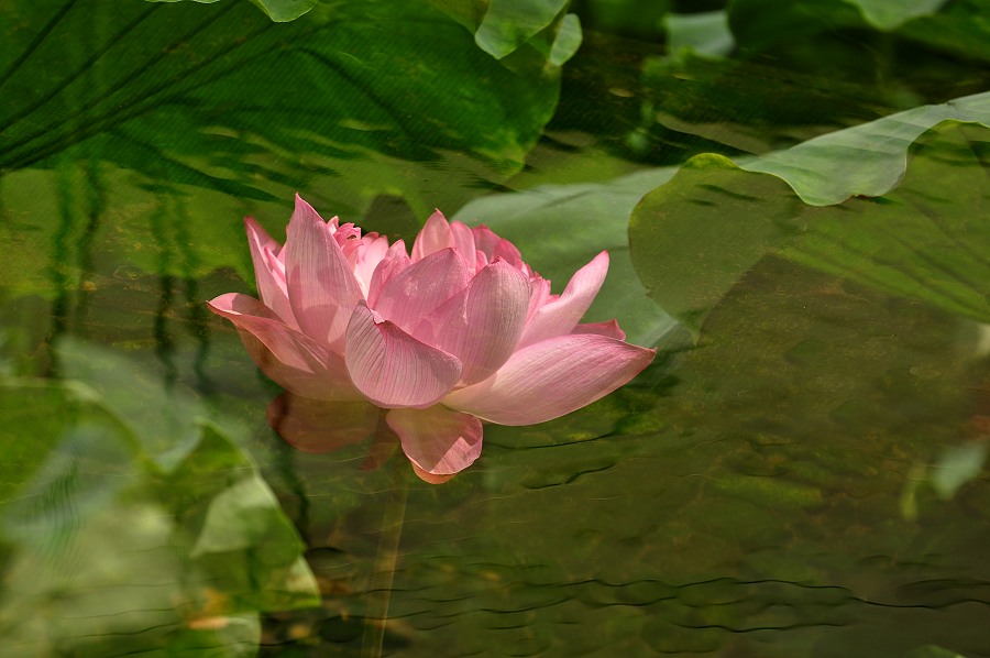 池中荷 摄影 笑菊