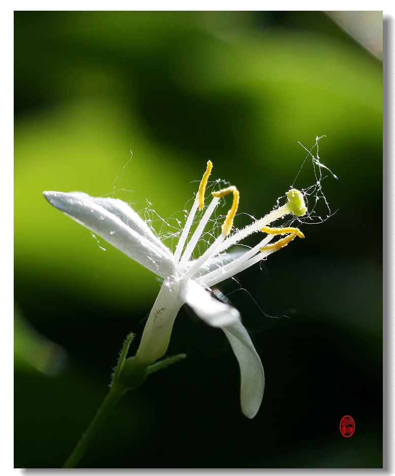 忍冬花 摄影 玉洁冰清