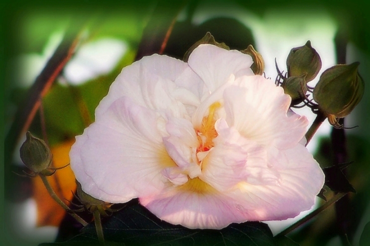 芙蓉1 摄影 天地山水