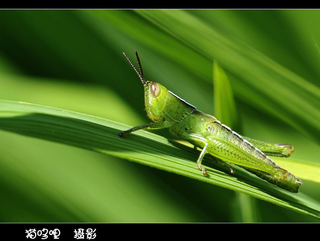 微距练习3 摄影 猫哆哩