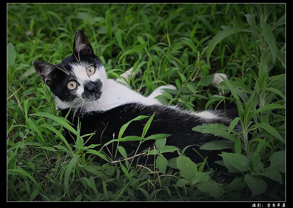 草丛里警惕的小猫 摄影 紫色早春