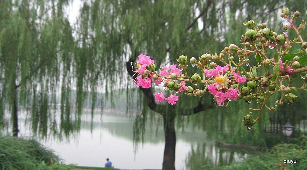 在雨中 摄影 秋雨