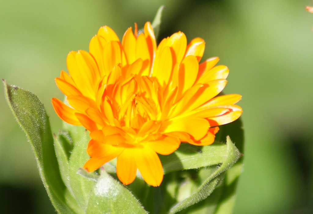 野菊3 摄影 草原黑狼