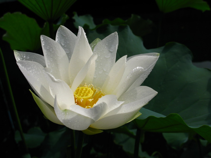 梦深薇露痕清浅 摄影 夜雨花仙