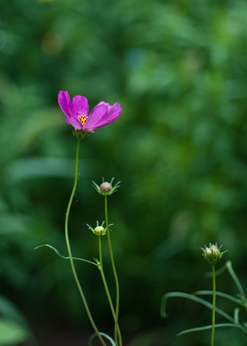 小野花 摄影 laoye555