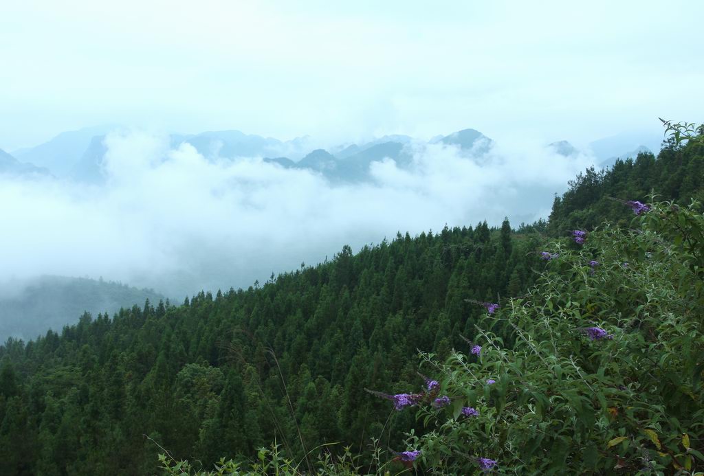 山清、雾秀、花美 摄影 土泥巴人