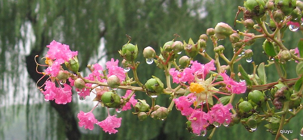 淋浴雨中 摄影 秋雨