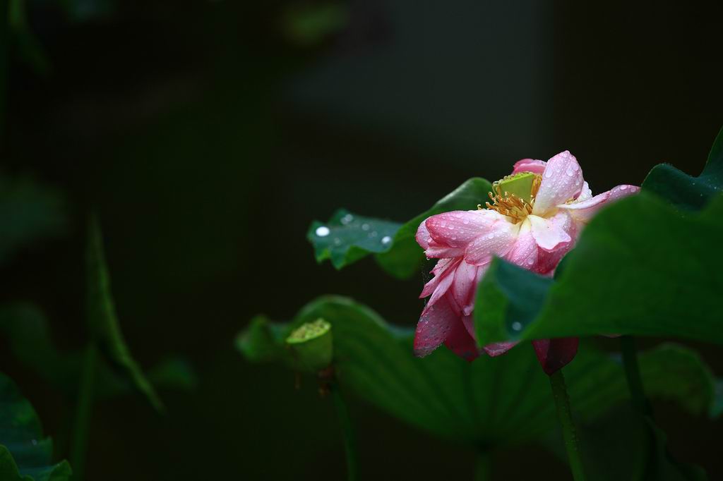 韵荷 摄影 山居秋螟