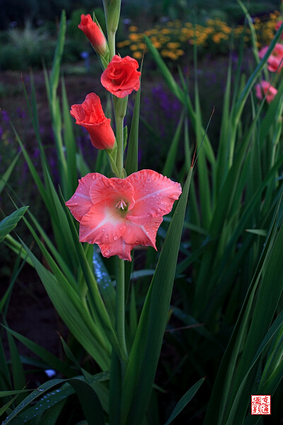 花卉 摄影 wkt