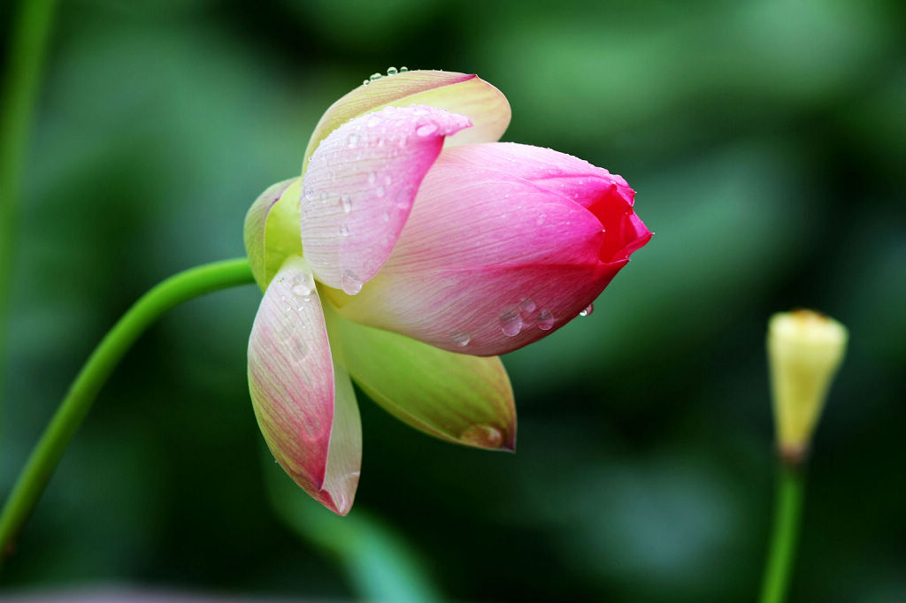 雨後荷花 摄影 松声