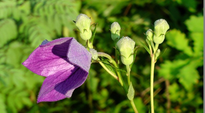 小花 摄影 付炳权