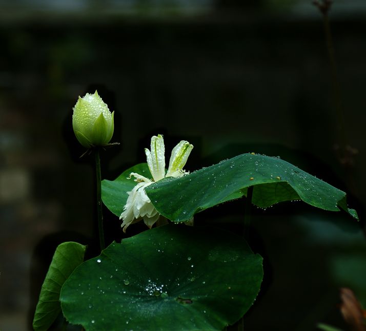 雨荷 摄影 超菜