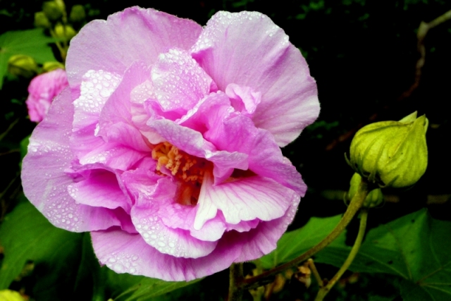 芙蓉2 摄影 天地山水