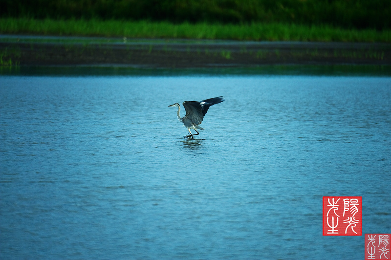 异龙湖上的舞蹈 摄影 阳光先生