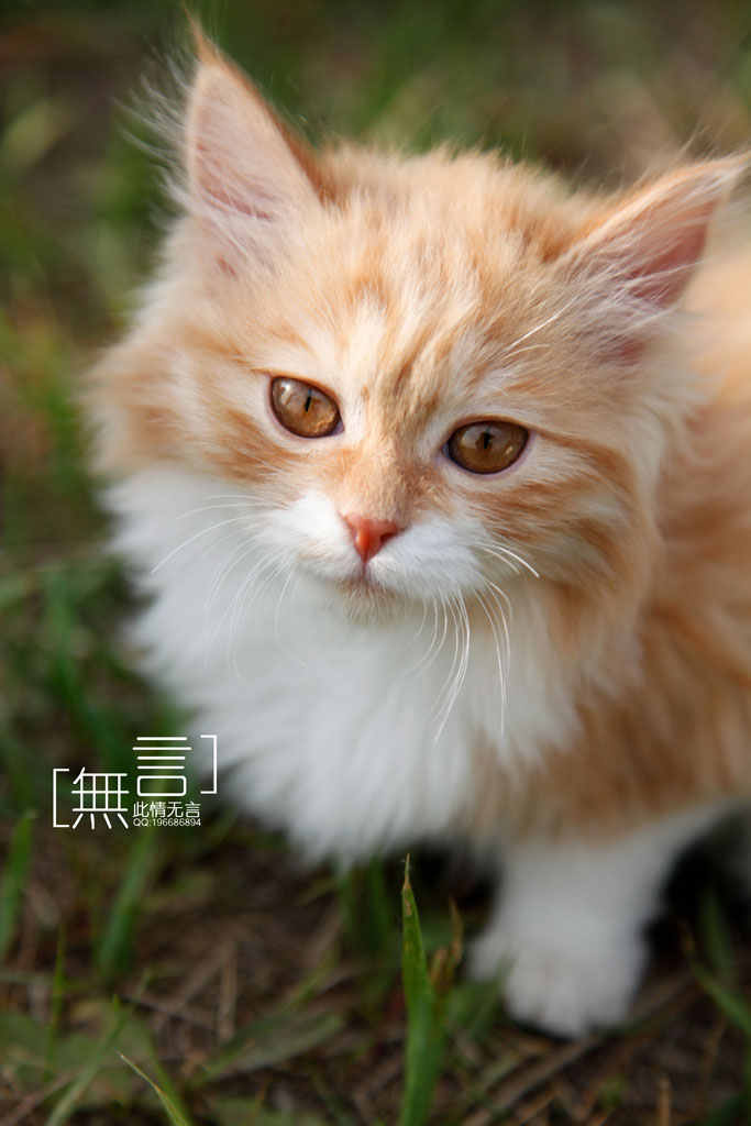 抓拍猫猫 摄影 此情无言