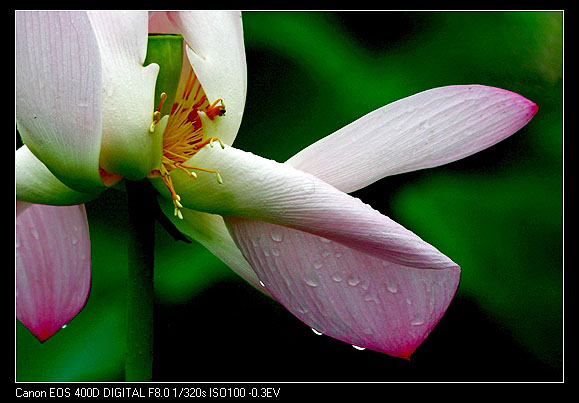 听雨 摄影 卧龙笑声