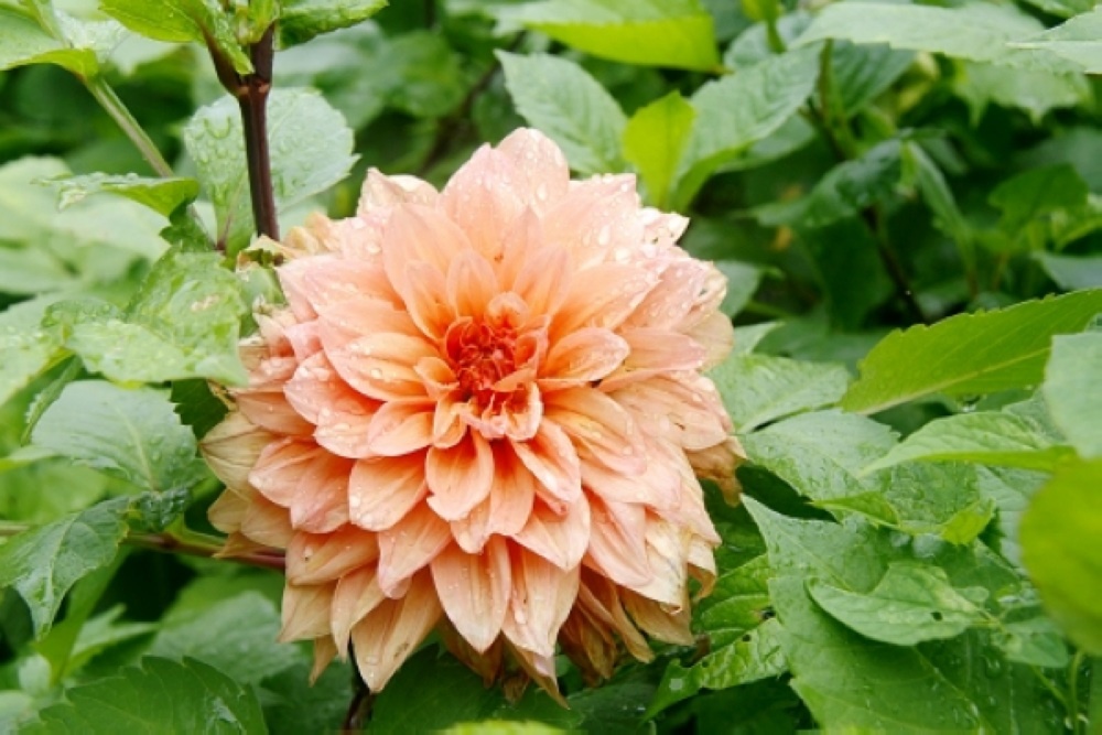 雨后芍花 摄影 林城