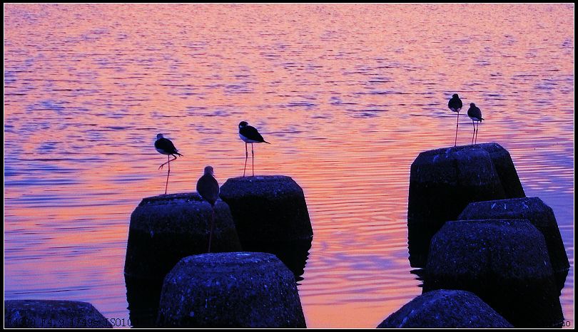 静观夕照 摄影 西风胡杨