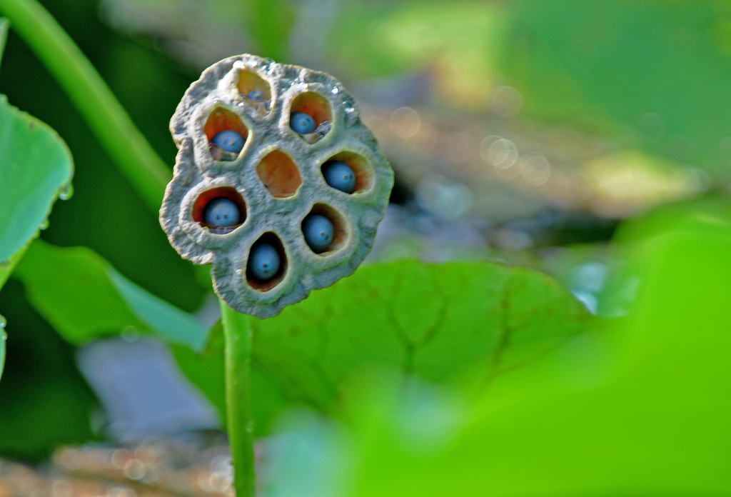 七子莲芯 摄影 鹰眼穿空