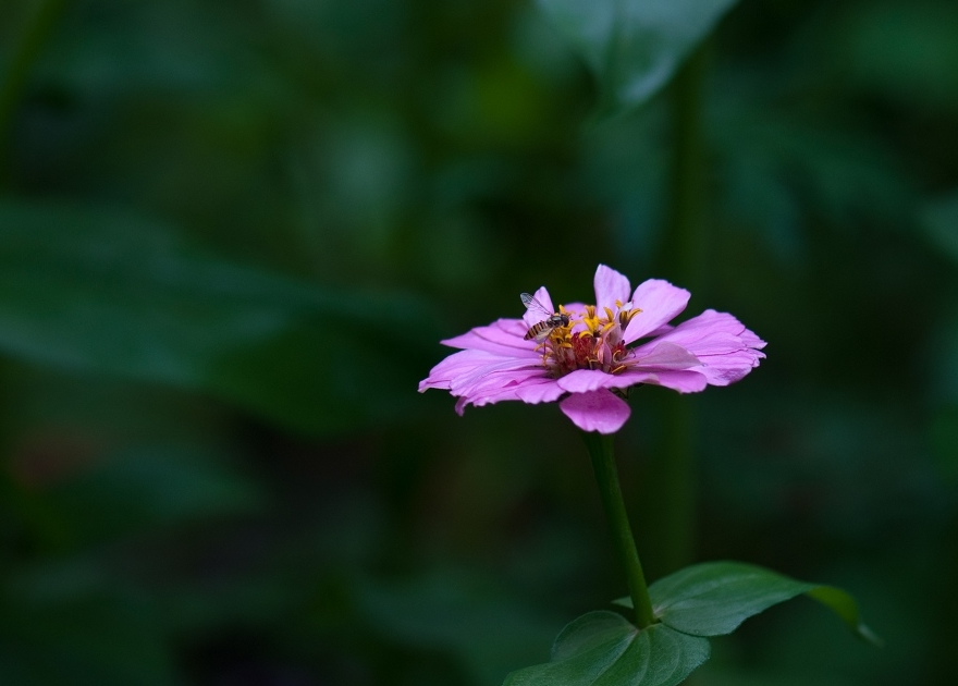 蜂与花 摄影 laoye555