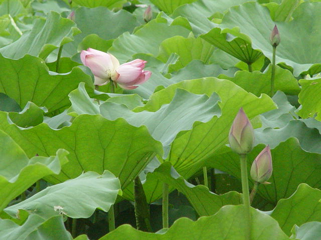 并蒂莲 摄影 红棉