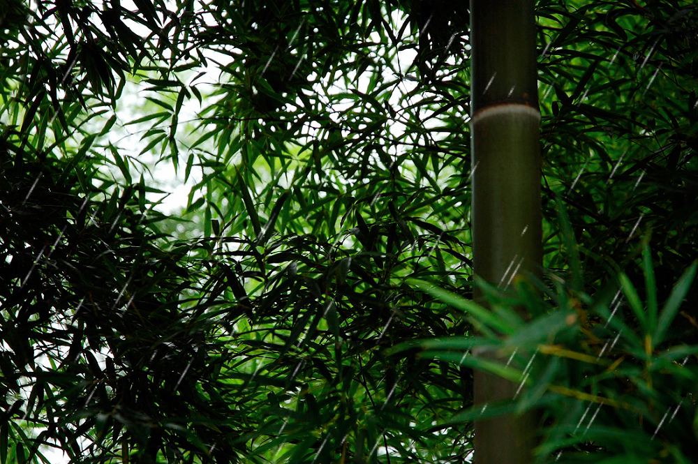 风雨飘竹 摄影 株洲穷烧友