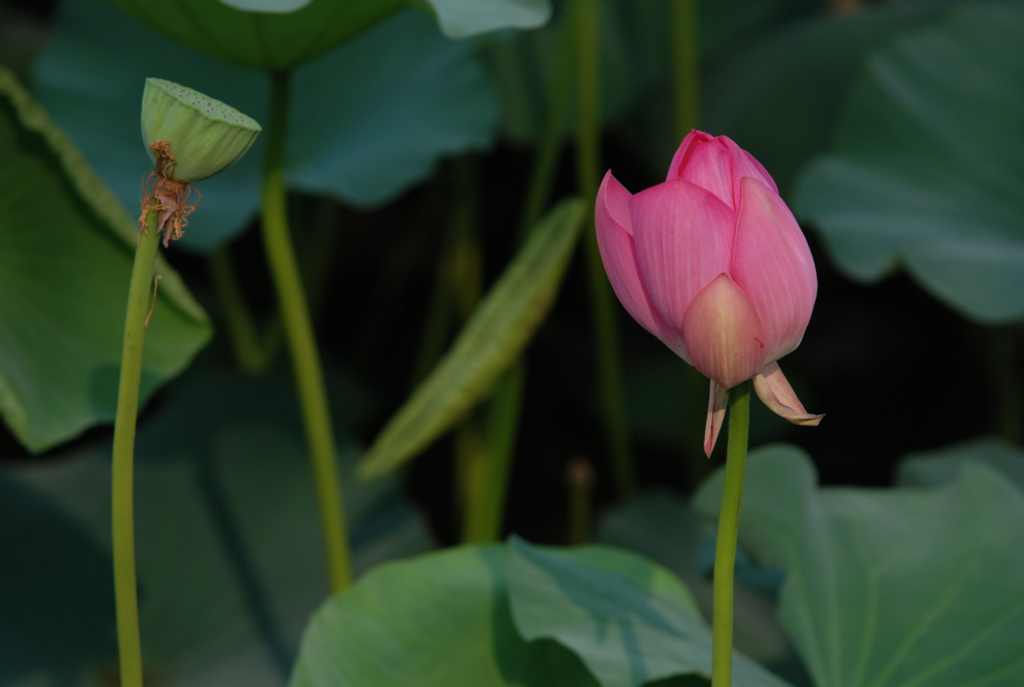 夏荷7 摄影 小王老师