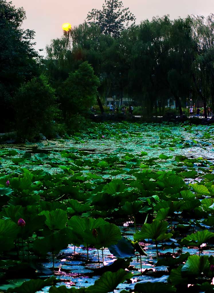 夕照水木清华 摄影 苗思